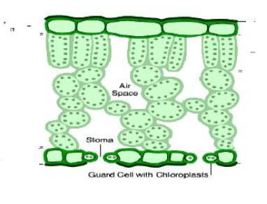 explain symbiotic relationship in rhizobium and leguminous plants class 7